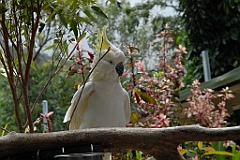 0096 Cairns Tropical Zoo